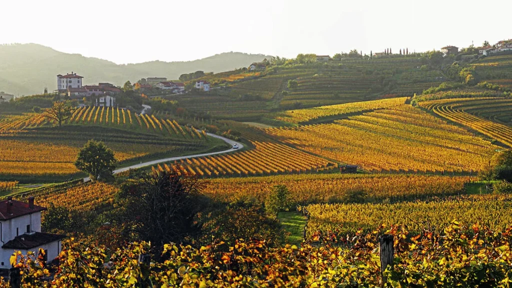 Strada sinuosa tra vigneti autunnali dorati in collina, con case sparse e colline boscose sullo sfondo.