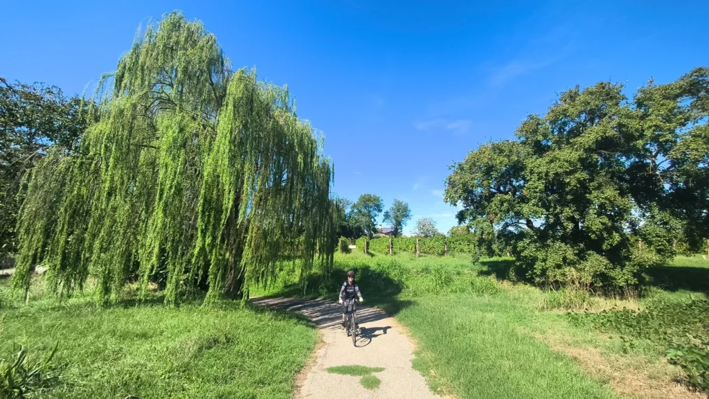 Ciclista in sella percorre un sentiero sterrato tra prati verdi e un grande salice piangente.