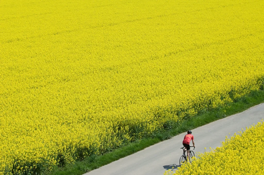 Ciclista in maglia rossa percorre una strada grigia tra campi di colza gialla in fiore.